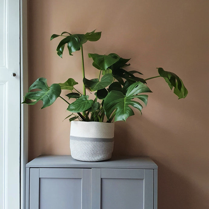 ISLAY extra large cotton indoor plant pot cover storage basket small medium large 20cm 25cm 30cm 8in 10in 12in 8 10 12 inch Scandi Nordic style neutral contemporary light pale dove grey and white woven rope planter patterned simple stylish cheap value Edinburgh Scotland UK